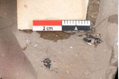 Foto (Detailansicht) von Sapindus cassioides Ettingshausen (NHMW-GEO-2024-0188-8025)